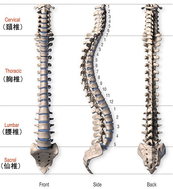 脊柱の解剖