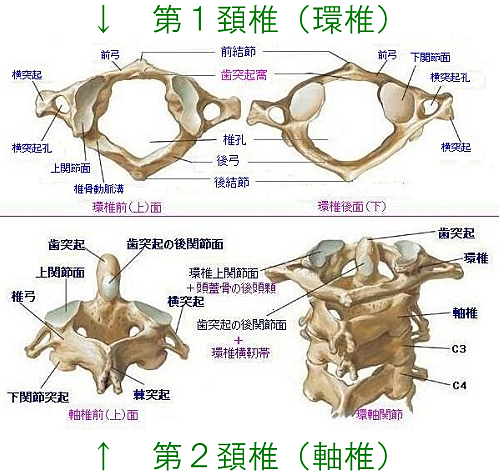 頚椎の環椎、軸椎