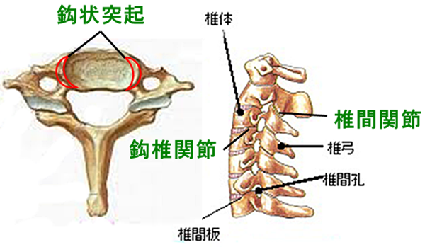 鈎椎関節