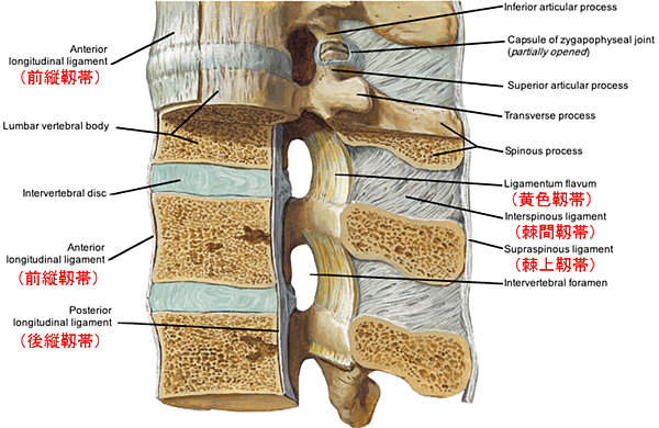 頚椎靱帯解剖