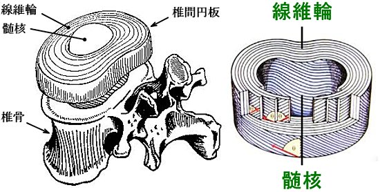 椎間円板