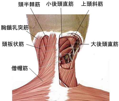 頚部の筋肉