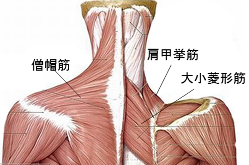 背中の筋肉１