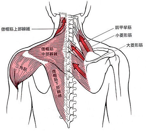 背中の筋肉