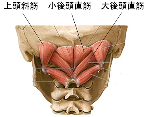 後頭の筋肉