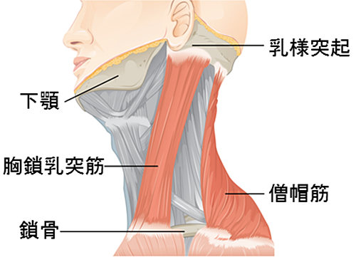首の筋肉１