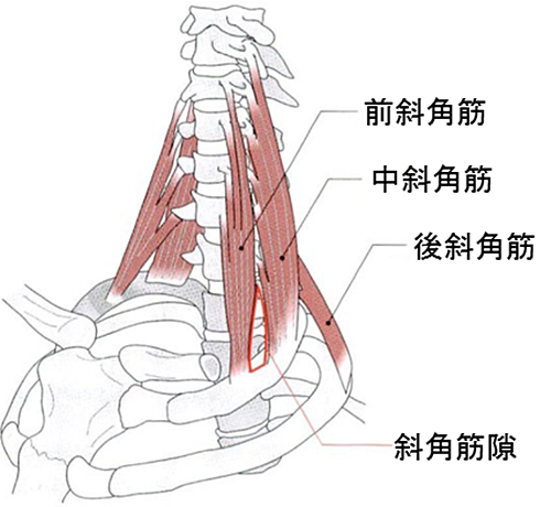 首の筋肉３