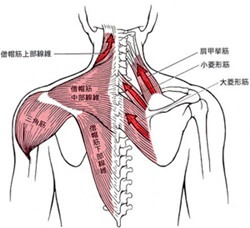 首の筋肉画像