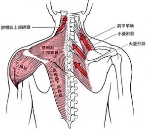 頚椎筋肉画像
