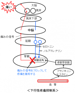 下降性鎮痛抑制系
