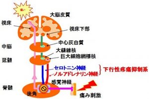 神経