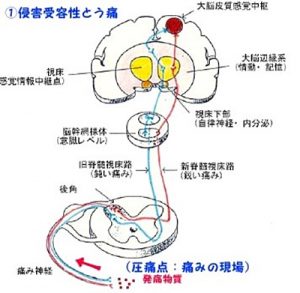 伝導路