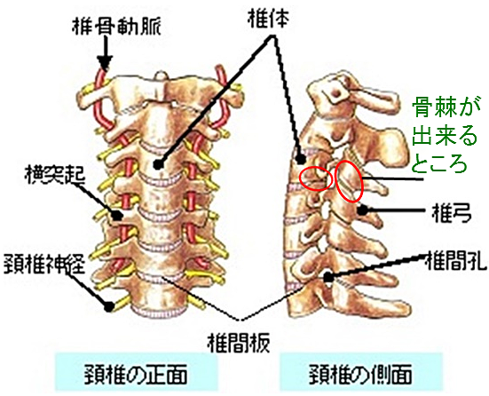 頚椎イラスト